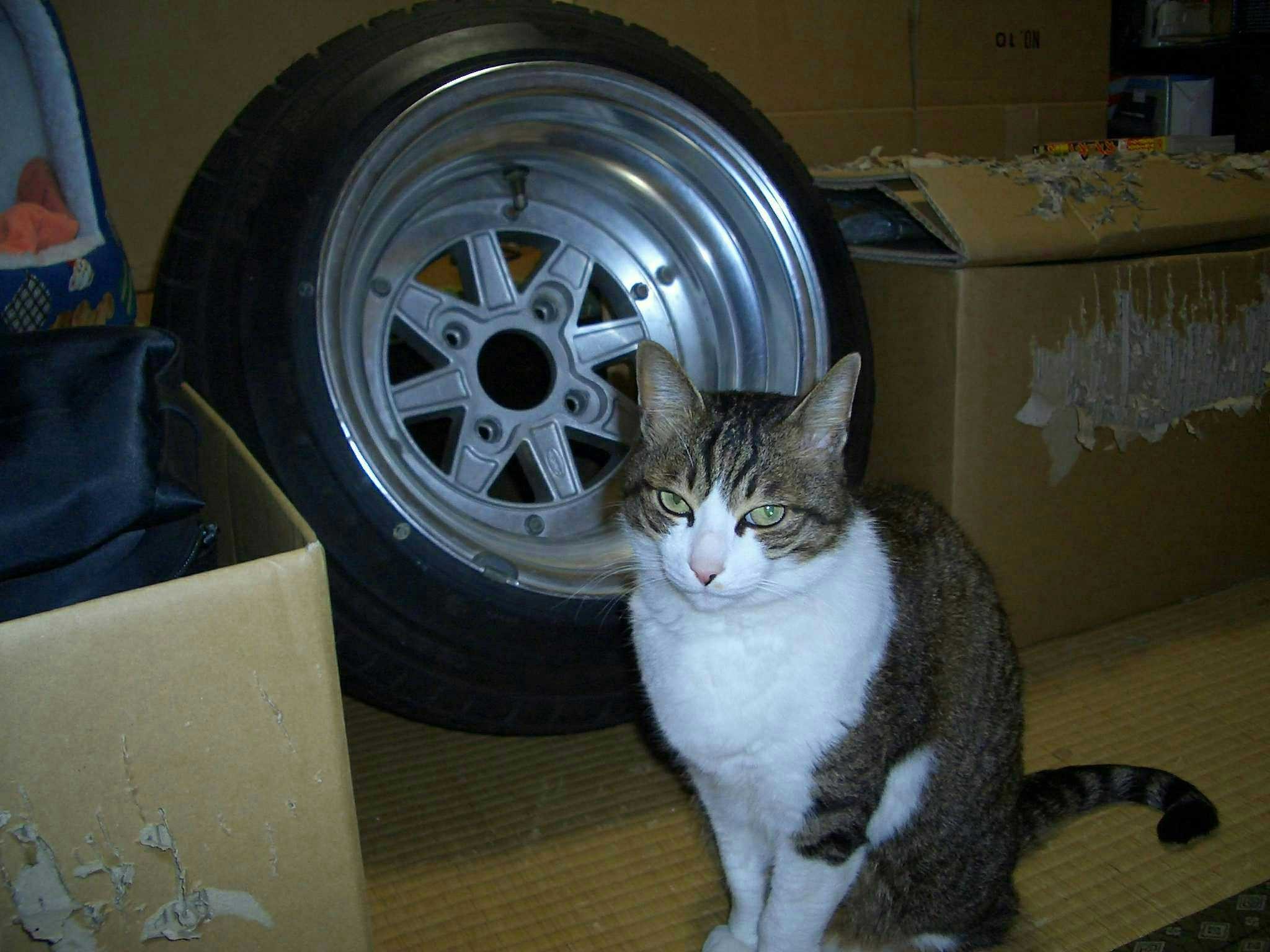 Deep dish SSR Mk II with cat